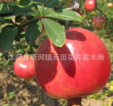 批發水果樹苗 大石榴當年苗 果園現挖現賣 石榴樹苗