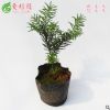 美國曼地亞紅豆杉綠星 公樹樹苗 授粉樹量大優惠