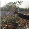 批發供應工程苗圃庭院綠化苗木紅葉石楠大杯苗成活率高綠籬色塊類