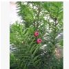 南方紅豆杉--小苗-----批發價 20-40cm高 規格全