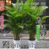 直銷 散尾葵 夏威夷竹 富貴椰子 耐寒綠植 客廳大型盆栽