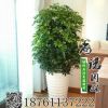 批發(fā)供應(yīng)盆栽苗八方來財又叫鴨掌木鴨腳木大型八方來財 發(fā)財樹