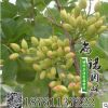 美國進(jìn)口最新改良品種開心果苗渾子2年苗 盆栽庭院果樹苗
