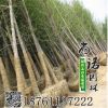 批發(fā)基地專供銀杏 規(guī)格全價(jià)格低銀杏苗木 規(guī)格齊全 歡迎選購(gòu)