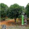 批發(fā)優(yōu)質(zhì)桂花苗 金桂苗 銀桂苗 丹桂苗 金球桂 狀元紅桂花樹苗