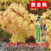 綠化苗木日本橙之夢(mèng)黃金楓樹苗庭院地栽金陵黃金楓紅楓樹苗包郵