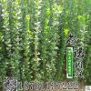 批發(fā)北海道黃楊小苗 北海道黃楊大葉冬青苗 規(guī)格全 工程綠化苗