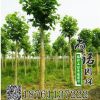 基地批發(fā)白蠟小苗 白蠟樹苗行道樹 速生白蠟苗規(guī)格齊全工程綠化