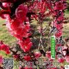 碧桃 紫葉碧桃 紅葉碧桃 紅葉桃 彩色風(fēng)景樹種類 基地直銷