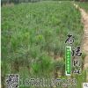 基地批發(fā)白皮松 白皮松小苗 供應(yīng)各種綠化苗木 價(jià)格優(yōu)惠品種齊全