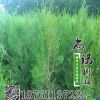 基地批發(fā)綠化龍柏樹側(cè)柏龍柏小苗 嫁接龍柏 龍柏樹苗 園林綠化