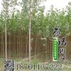 批發(fā) 白楊樹苗 白楊苗 速生楊樹 規(guī)格齊全園林綠化苗木量大優(yōu)惠