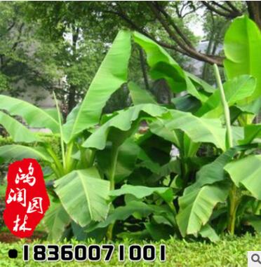 供應苗木芭蕉樹苗 廠家直銷批發 量大從優 綠化工程綠化苗景觀綠