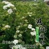 基地批發灌木珍珠金焰繡線菊 紅花噴雪花繡線菊園景植物觀花植物