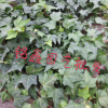 長(zhǎng)春藤 灌木花卉 園林綠化 常綠喬木 水生植物 水生花卉 長(zhǎng)春藤