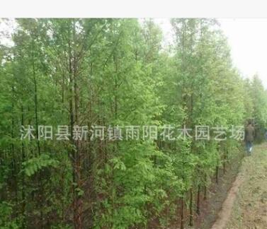 批發(fā)行道樹(shù)小苗 落羽杉小苗 工程綠化 落羽杉 園林綠化苗