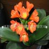 君子蘭綠植盆栽 室內(nèi)精品花卉君子蘭花苗 花卉凈化空氣