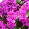 三角梅室內(nèi)陽(yáng)臺(tái)植物盆栽地栽重瓣爬藤 長(zhǎng)期長(zhǎng)久 四季循環(huán)開(kāi)花