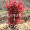 日本紅楓苗批發(fā) 園林綠化苗木 紅楓小苗 觀葉類 移植 樹苗基地