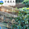 直銷日本櫻花苗 嫁接苗 日本晚櫻小苗 基地現(xiàn)貨 公園道路綠化