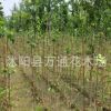 特價銀杏小苗 自產(chǎn)自銷 工程苗 苗圃升級改造特價批發(fā)銀杏種苗