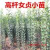 直銷高桿貞苗 常綠喬木 2年苗 易管理 現(xiàn)貨充足 高干女貞小苗