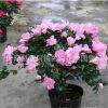 西洋比利時杜鵑 四季杜鵑花苗 植物盆栽 客廳觀花花卉 帶花苞發貨