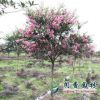 大量供應紫薇樹苗3公分工程綠化紅花紫薇百日紅行道樹風景樹