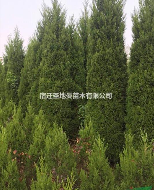檜柏大量供應 塔柏 刺柏 蜀檜 基地供貨