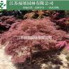 產品圖片展示羽毛楓別稱塔楓，紫紅葉雞爪 羽毛楓價格 紫秀照片