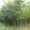基地批發綠化苗木國槐樹苗國槐小苗 速生國槐苗規格齊全工程綠化