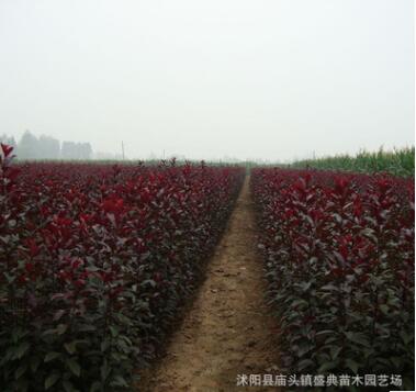 基地批發(fā)速生紫葉李樹苗 規(guī)格齊全 綠化工程苗木 紅葉李 根系發(fā)達(dá)