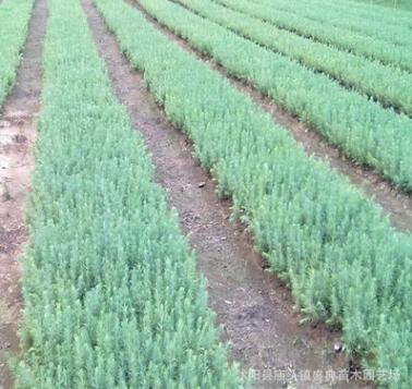 基地批發(fā)速生紫葉李樹苗 規(guī)格齊全 綠化工程苗木 紅葉李 根系發(fā)達(dá)