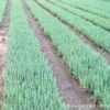 基地批發速生紫葉李樹苗 規格齊全 綠化工程苗木 紅葉李 根系發達