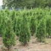 基地批發蜀檜小苗蜀檜優質綠化苗品種齊全蜀檜樹 量大優惠