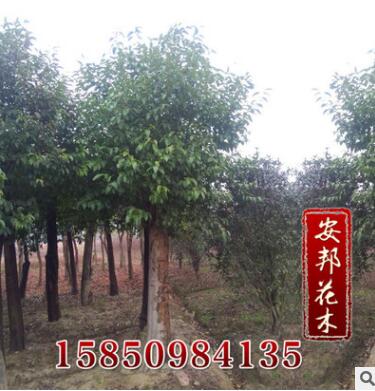 大量供應(yīng)香樟綠化樹木 香樟樹 規(guī)格齊全香樟苗 名貴樹苗 量大優(yōu)