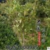 優質紅葉石楠樹苗紅葉石楠球北方耐凍火焰 大小規格齊全 耐旱耐寒