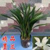 批發(fā)精品墨蘭盆栽蘭花鐵蘭國(guó)蘭春蘭建蘭金邊墨蘭花苗企黑君子蘭苗