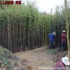 批發(fā)竹苗毛竹青竹早園竹羅漢竹金鑲玉竹紫竹庭院園林綠化大型楠竹