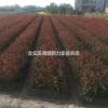 常州夏溪色塊苗基地直銷【紅葉石楠】【金邊黃楊】等