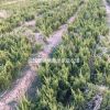 江蘇常州苗圃直銷供應(yīng)：【龍柏】