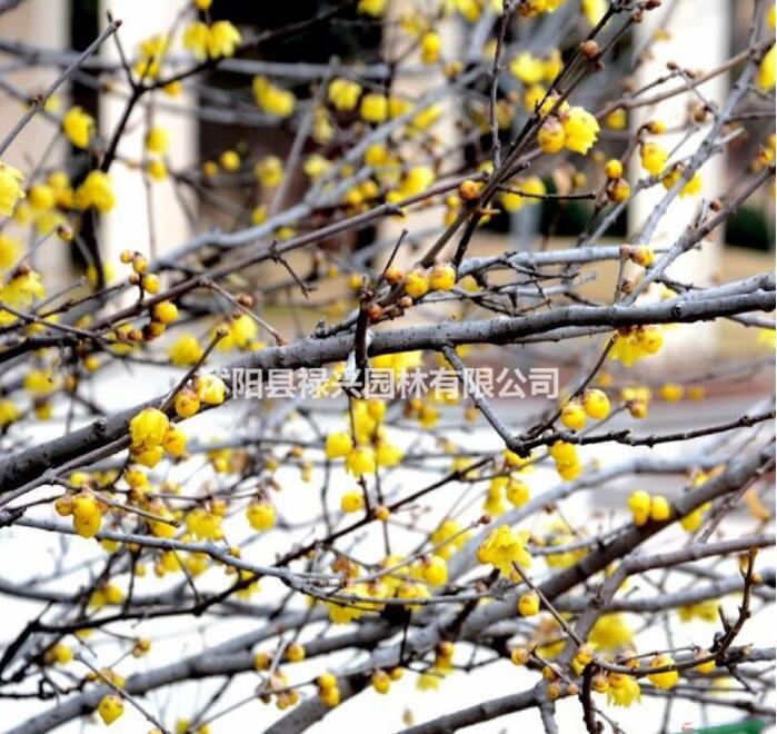 臘梅市場價 臘梅價格 臘梅圖片 臘梅種植基地 江蘇臘梅