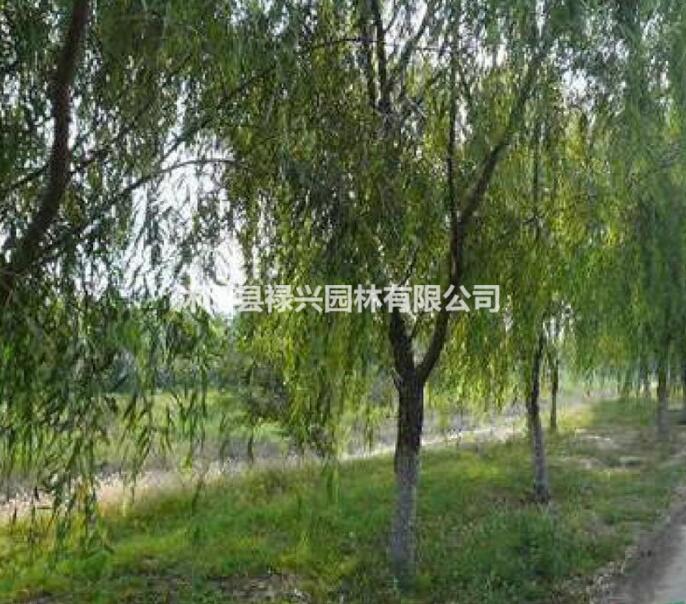 2017垂柳小苗批發 垂柳價格 垂柳圖片 垂柳苗圃基地