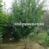 木槿最新價(jià)格，大小規(guī)格俱全。