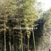 產(chǎn)品圖片展示竹子基地供應(yīng)早園竹、金鑲玉竹、紫竹、剛竹、淡竹、觀音等