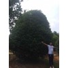 供應桂花，四季桂和八月桂