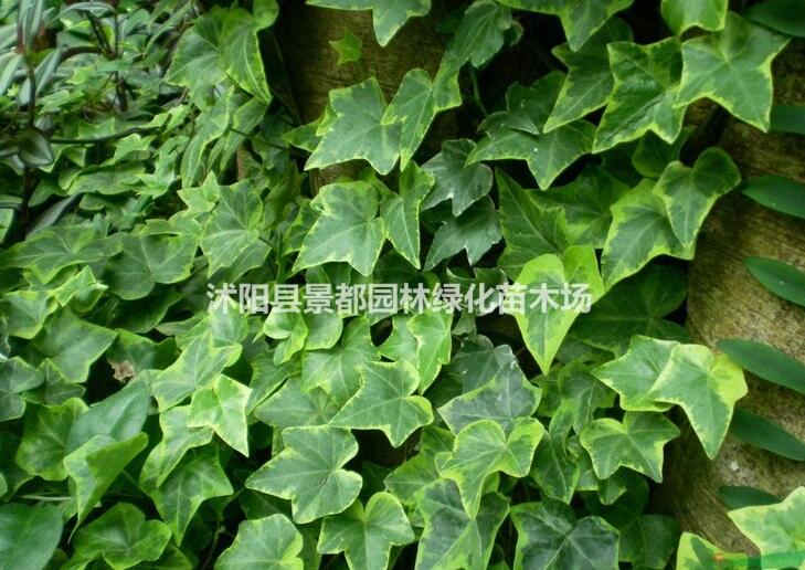 供應(yīng)攀援綠化苗木中華常春藤 常春藤基地 常青藤小苗