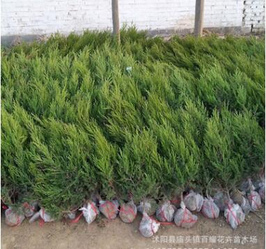 批發(fā)綠化植物工程龍柏樹苗 龍柏苗 小龍柏 綠化龍柏球 規(guī)格齊全