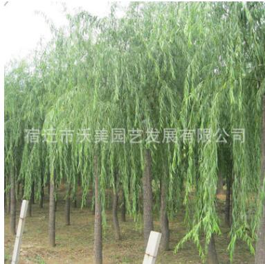 金絲垂柳 優質垂柳 園林綠化景觀 工程綠化 基地直供 量大從優