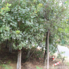 批發(fā)河南黃櫨樹苗/基地直銷/工程綠化苗木/園林造景/量大從優(yōu)